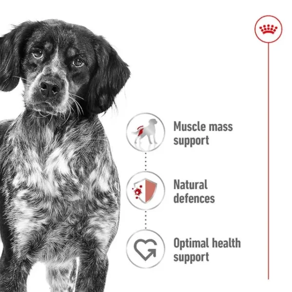 Royal Canin Makanan Anjing Medium Adult - Image 2