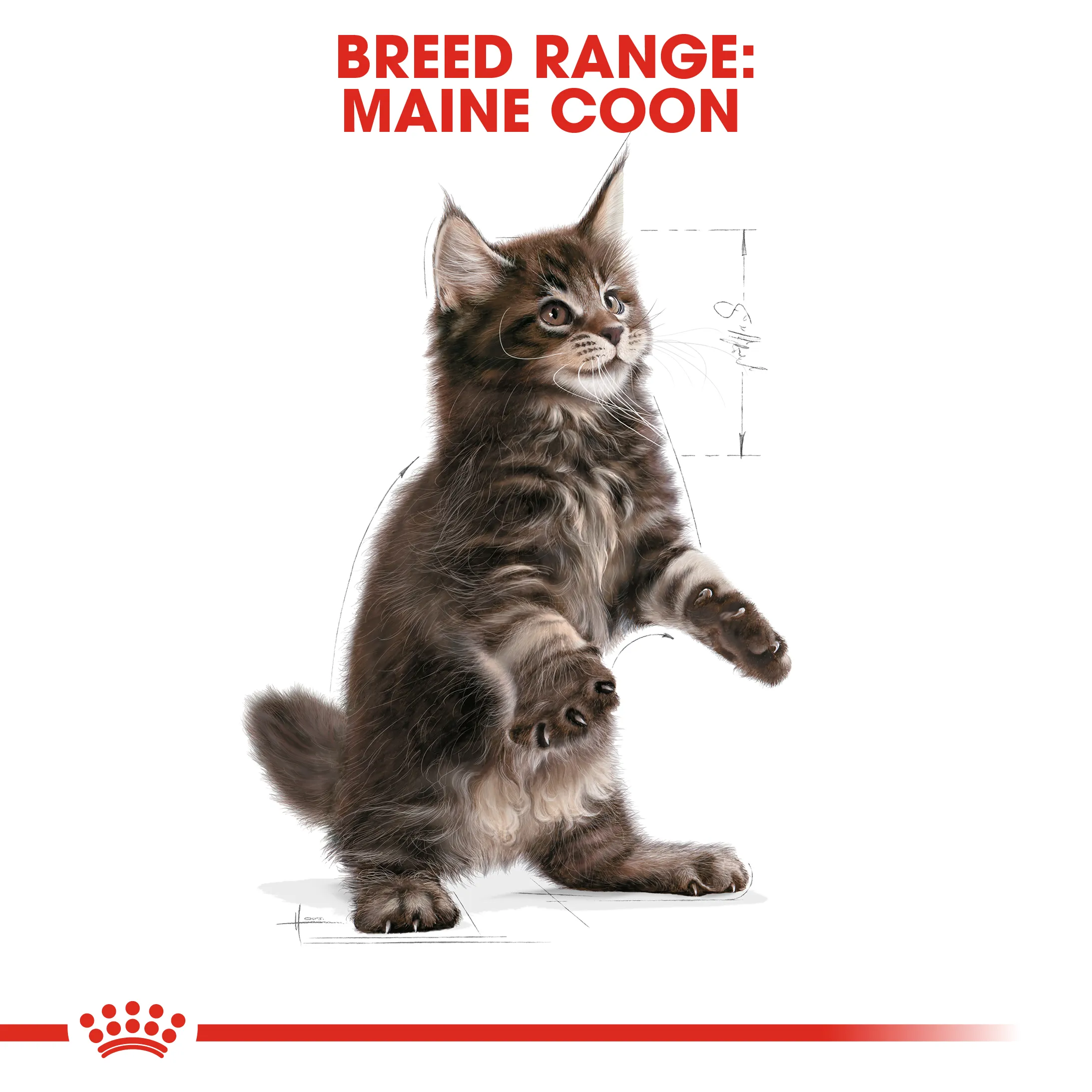 Royal Canin Maine Coon Kitten (0.4kg) Dry Makanan Anak Kucing - Feline Breed Nutrition - Image 6