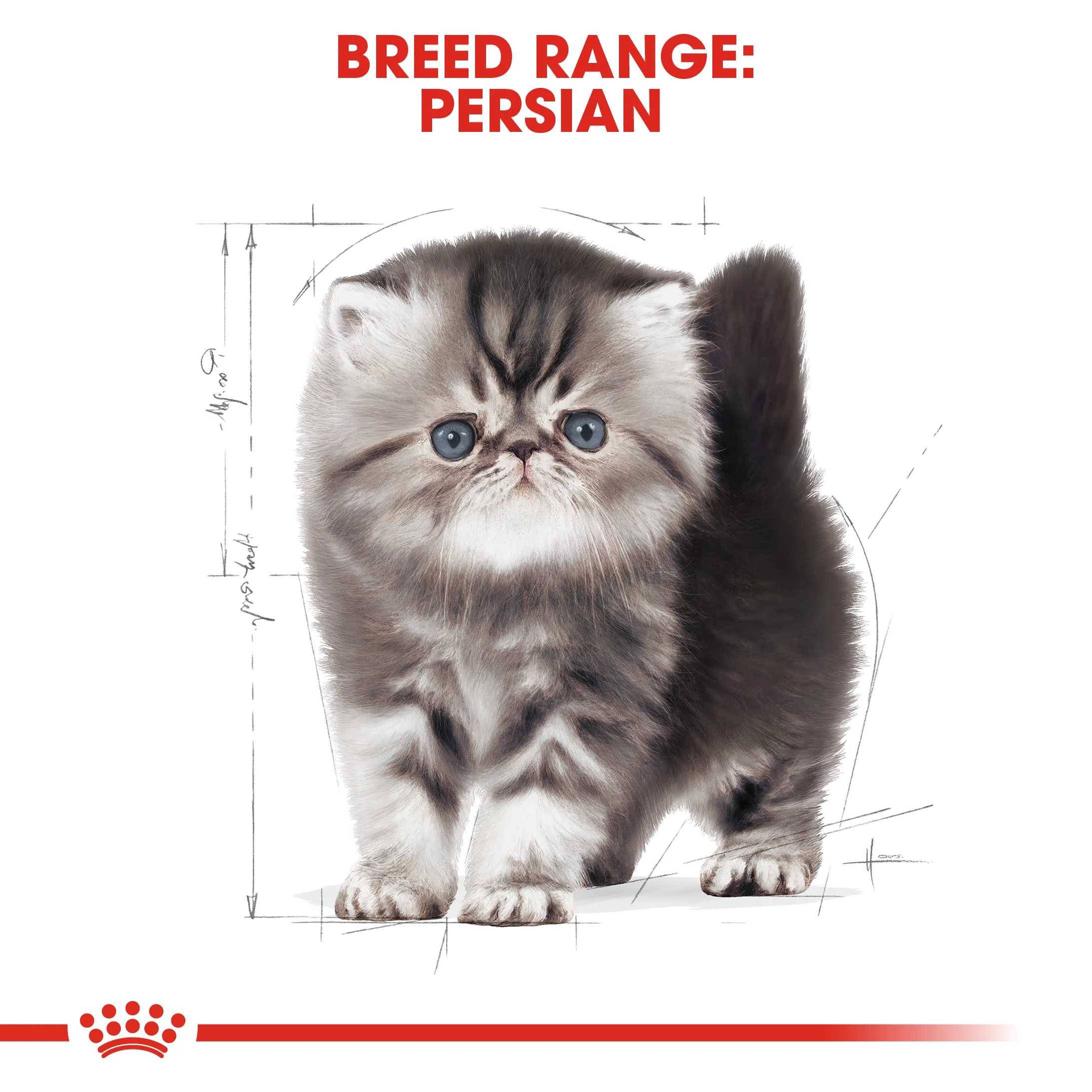 Royal Canin Persian Kitten (10kg) Dry Makanan Anak Kucing - Feline Breed Nutrition - Image 6