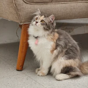 Kalung Kucing Chiro Aneka Motif