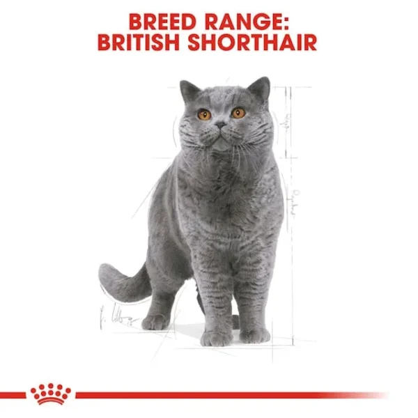 Royal Canin British Shorthair Adult - Image 3