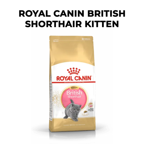 Royal Canin British Shorthair Kitten