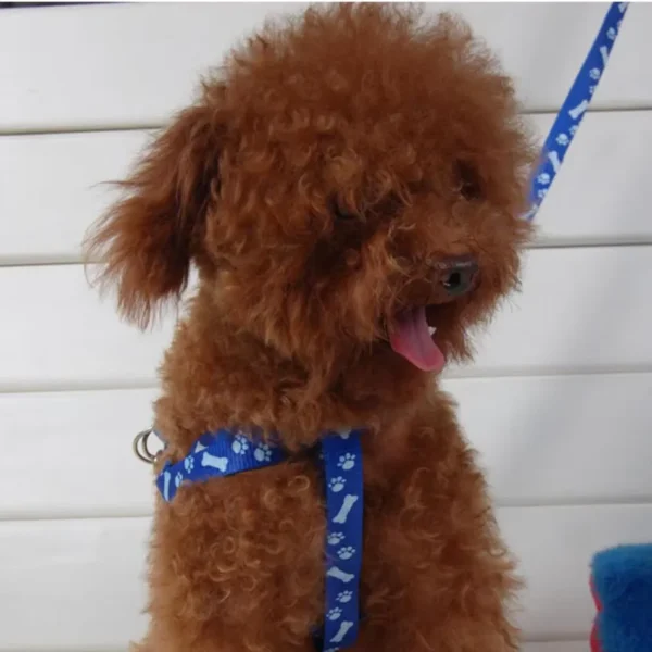 Tali Harness untuk Kucing & Anjing Kecil - Image 2