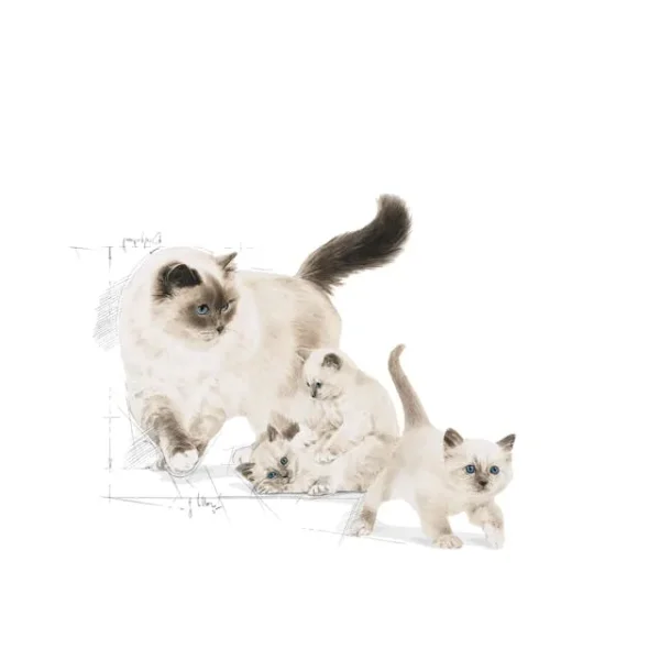 Royal Canin Mother Baby Cat - Image 3