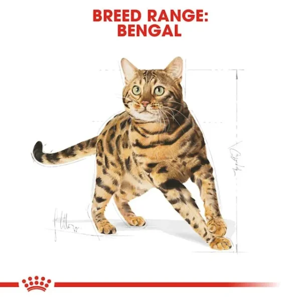 Royal Canin Bengal Adult - Image 3