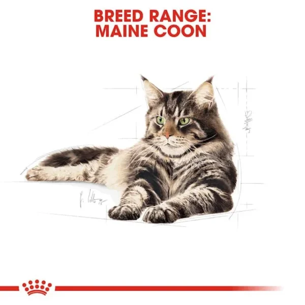 Royal Canin Maine Coon Adult - Image 4