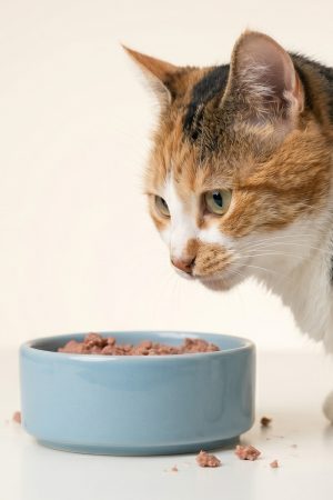 Kucing Memakan Wet Food