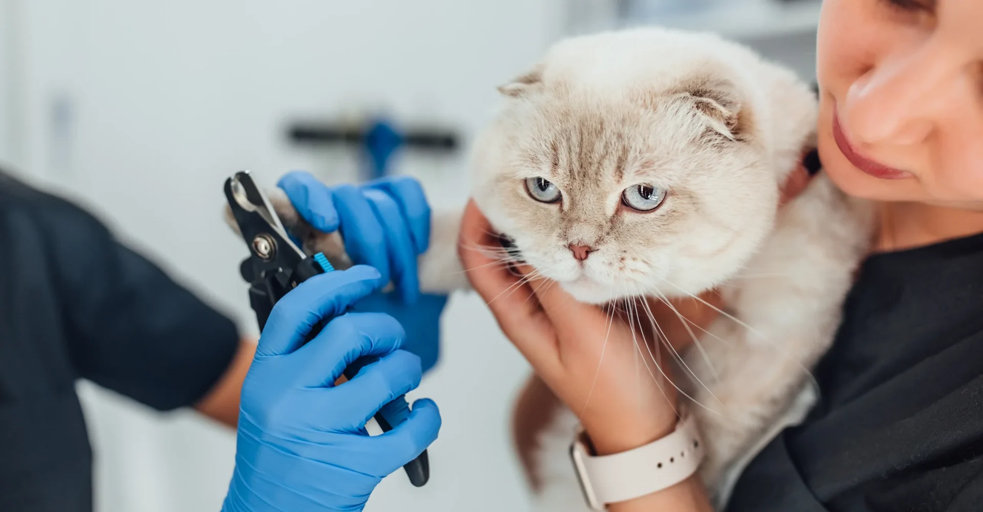 cat-s-getting-nail-trim